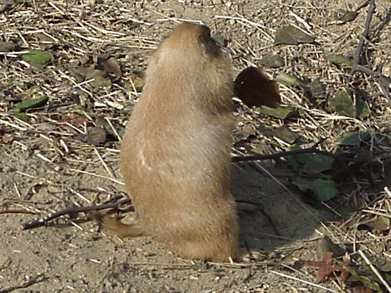 Prarie Dogs 2.jpg